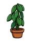 Large House Plant