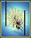 Spider Web Wall Divider