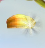 Bonus Daisy Petal