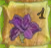 Numbered Iris