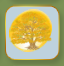 Never Gold Golden Maple Tree.png