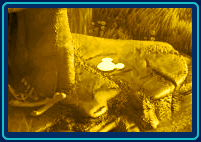 Lost Safari Lions Hidden Mickey